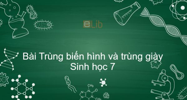 Xem hơn 99 ảnh về hình vẽ trùng giày  NEC