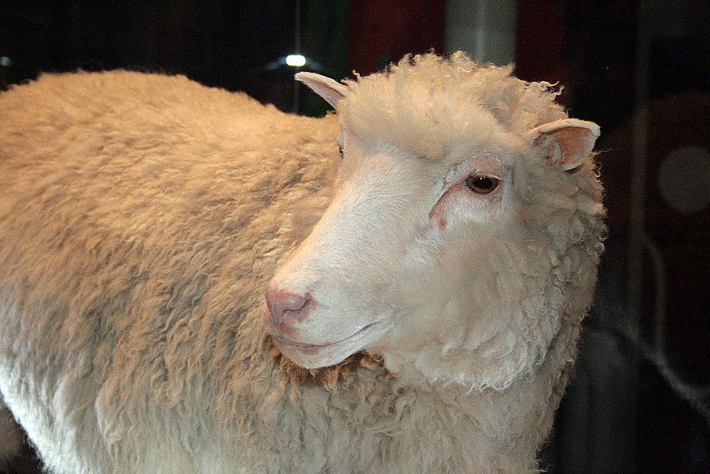 Hình 1: Cừu Đôli, động vật đầu tiên ra đời bằng phương pháp sinh sản vô tính