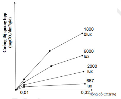 Ảnh hưởng của cường độ ánh sáng đến cường độ quang hợp khi nồng độ CO2 tăng