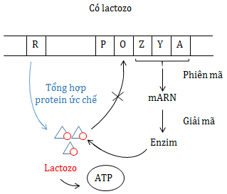 Điều hòa hoạt động của gen khi môi trường có lactozo