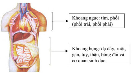 Các cơ quan ở phần thân của cơ thể người