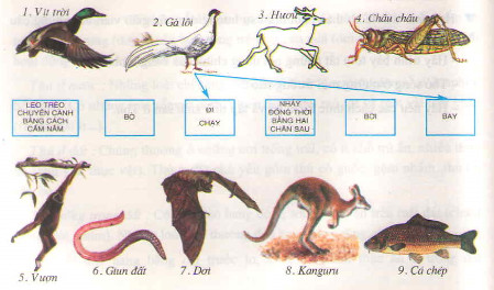 Một số hình thức di chuyển ở động vật