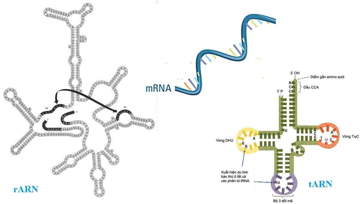 Cấu trúc hóa học của ARN