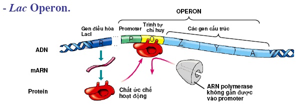 Cơ chế điều hòa hoạt động của opêron Lac khi môi trường không có lactozo