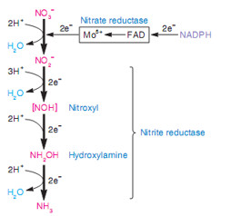 Quá trình khử nitrat