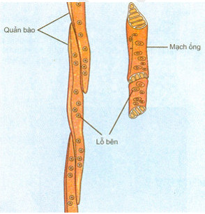 Cách sắp xếp của quản bào và mạch ống