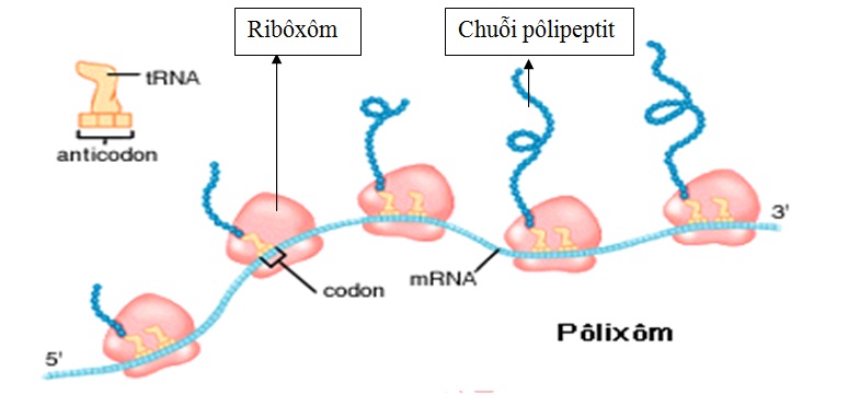 Vai trò Proliriboxom trong quá trình tổng hợp protein