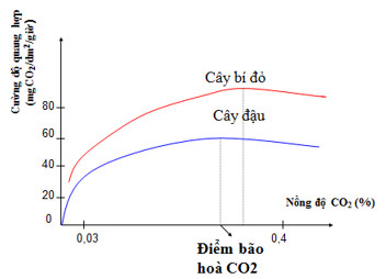 Sự phụ thuộc của quang hợp vào nồng độ CO2