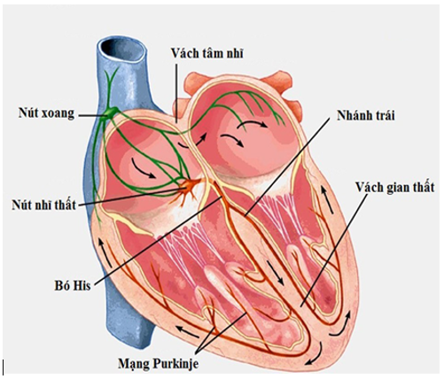 Hình vẽ hệ dẫn truyền tim