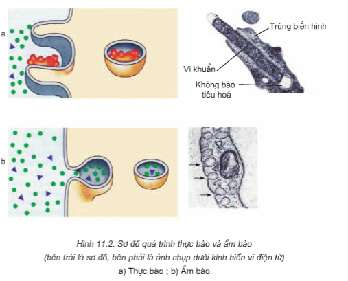 Hình 11.2 Sơ đồ quá trình thực bào và ẩm bào
