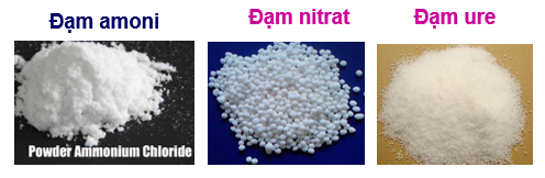 Hình 1: Các loại đạm amoni, đạm nitrat, đạm urê