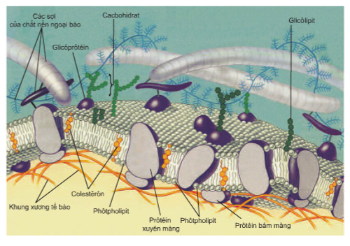 Hình 10.2 Cấu trúc màng sinh chất theo mô hình khảm động