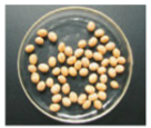 Bước 1: Lấy 50 hạt ngô, dùng giấy thấm lau sạch, xếp vào đĩa Petri