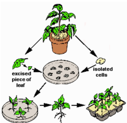 Sơ đồ thể hiện tính toàn năng tế bào thực vật
