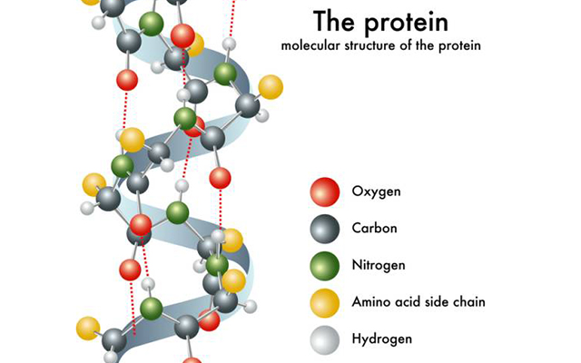 Cấu trúc phân tử Protein