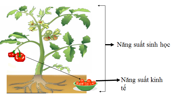Hình 1: Năng suất sinh học và năng suất kinh tế ở cây cà chua