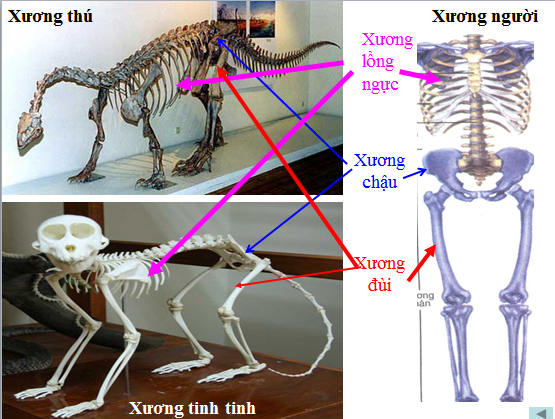 Hình 11.4 Đối chiếu hình ảnh xương thú và xương người