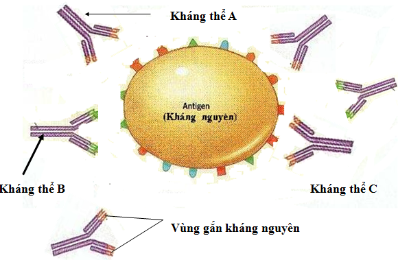Hình 13.2 Cấu trúc kháng nguyên, kháng thể