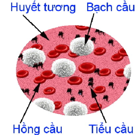 Hình 13.3 Thành phần cấu tạo của máu