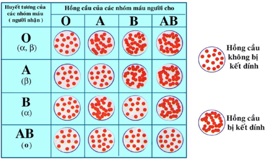 Hình 15.2 Kết quả phản ứng của các nhóm máu