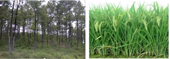 Quần thể rừng thông và quần thể đồng lúa