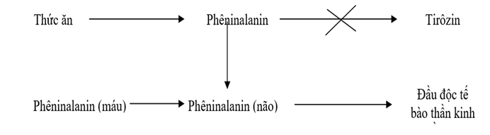 Cơ chế gây bệnh Pheninkêto niệu