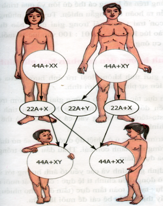 Hình 12.3 Cơ chế xác định giới tính ở người