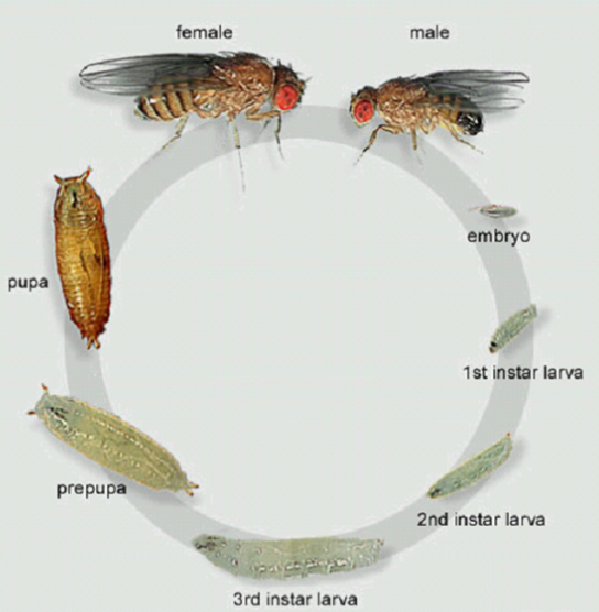 Hình 13.1 Vòng đời của ruồi giấm