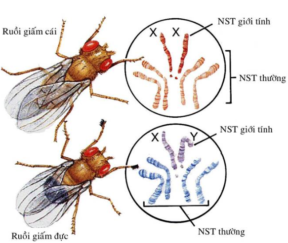Hình 13.2 NST giới tính ở ruồi giấm