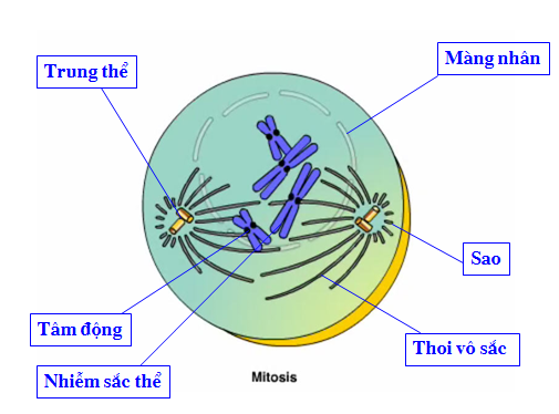 Hình 14.1a Các thành phần tham gia quá trình phân bào