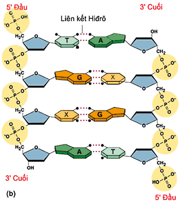 Hình 15.2 Liên kết Hidro trong phan tử ADN