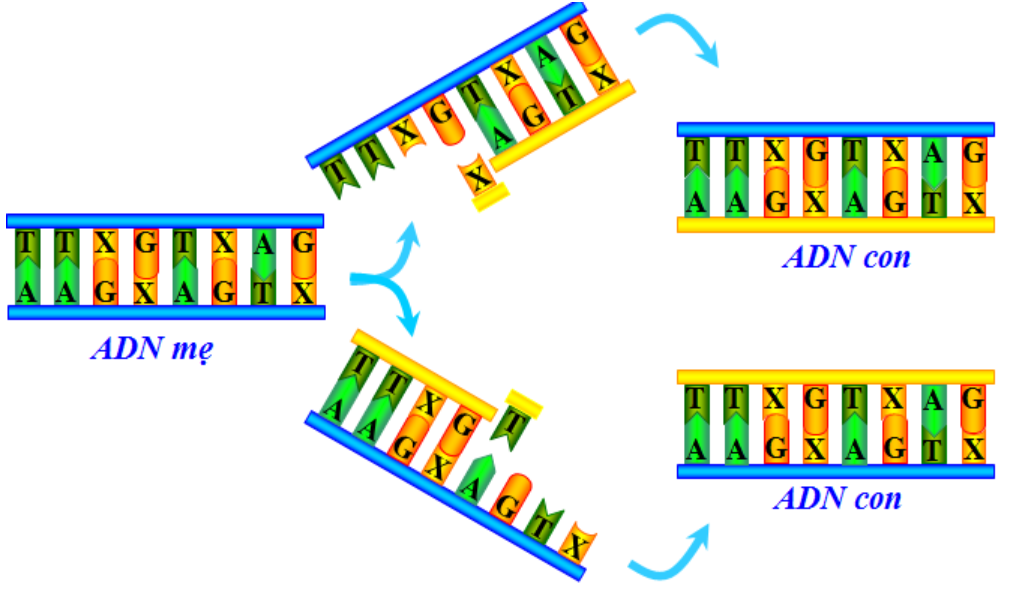 Hình 16.1 Qúa trình tự nhân đôi ADN