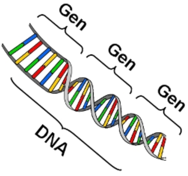 Hình 16.2 Bản chất của gen