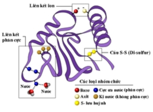 Hình 5.4 Cấu trúc Prôtêin bậc 3