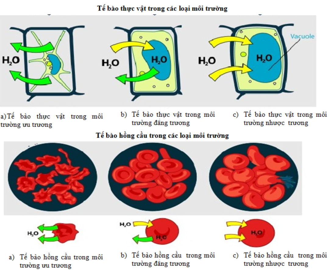 Hình 11.3 Tế bào thực vật và tế bào hồng cấu trong các loại môi trường