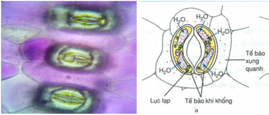 Hình 12.3 Tế bào khí khổng quan sát dưới kính hiển vi và bản vẽ lỗ khí