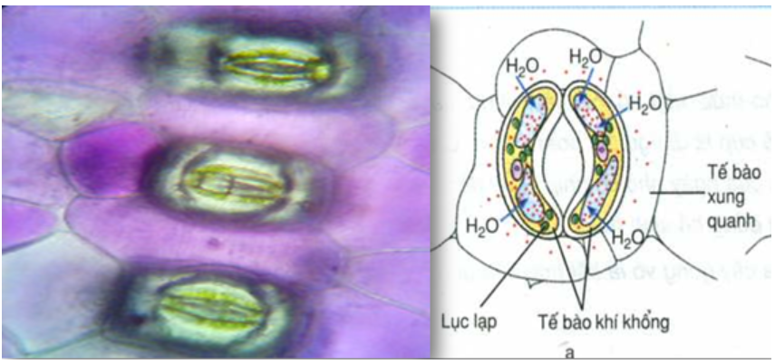 Hình 12.6 Tế bào phản co nguyên sinh dưới kính hiển vi và hình vẽ