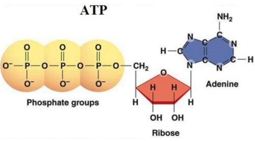 Hình 13.2 Cấu trúc ATP