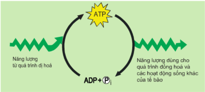 Hình 13.3 Qúa trình tổng hợp và phân giải ATP