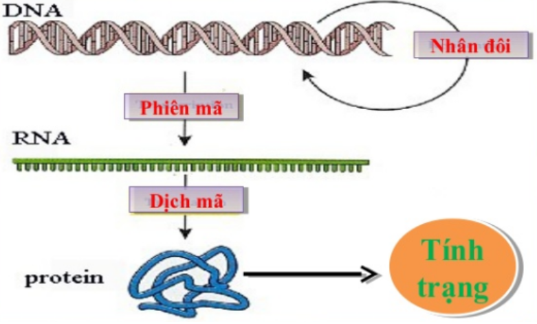 Hình 19.2 Mối quan hệ giữa ADN, ARN và Prôtêin