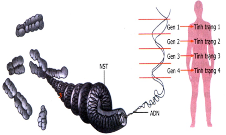 Hình 19.3 Mối liên hệ giữa gen và tính trạng