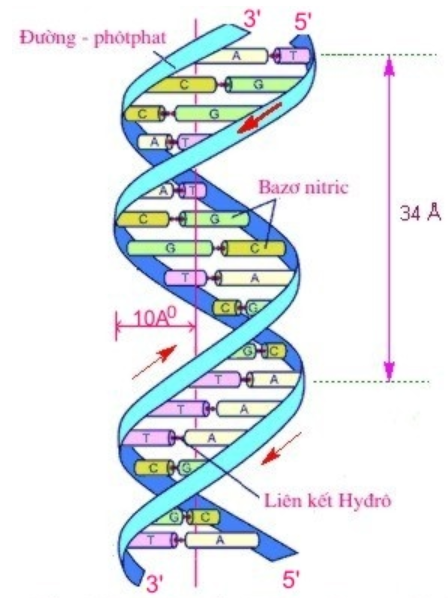Hình 20.1 Cấu trúc không gian của ADN theo Watson và Crick