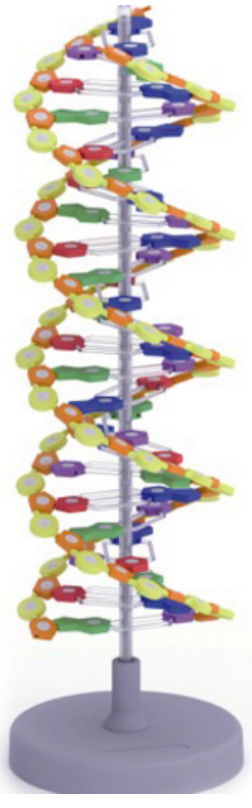 Hình 20.2b Kết quả lắp đặt mô hình ADN