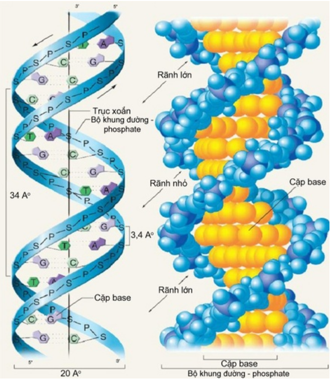 Hình 6.3 Cấu trúc không gian ADN
