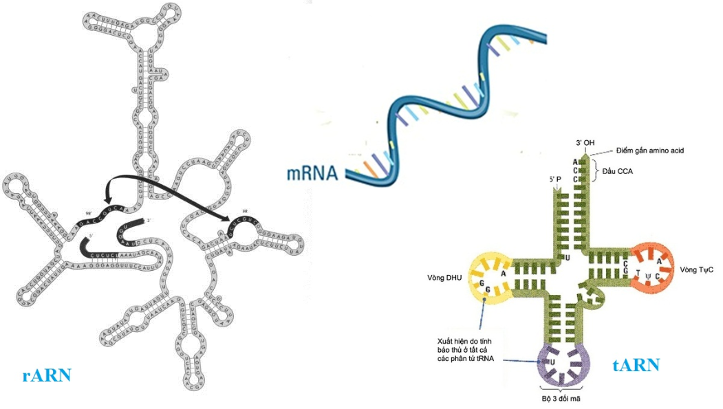 Hình 6.5 Cấu trúc không gian của ba loại ARN