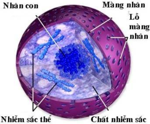 Hình 8.2 Cấu trúc nhân tế bào