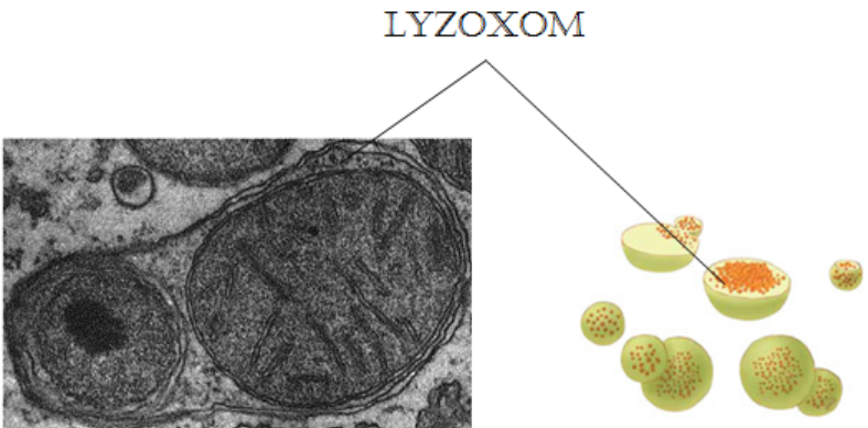 Cập nhật với hơn 74 về hình ảnh lizoxom  coedocomvn