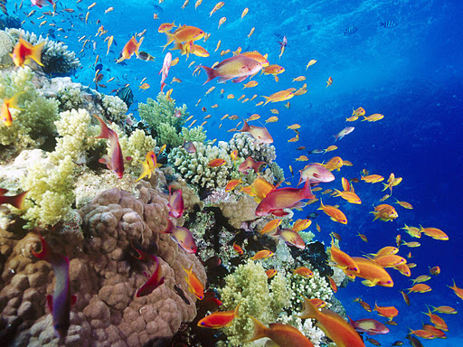 Hệ sinh thái rạn san hô