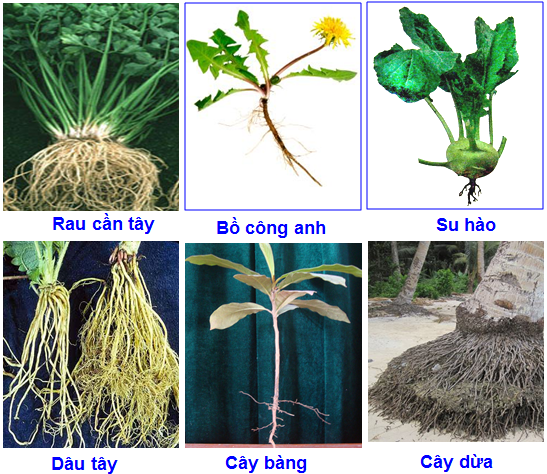 Một số loại cây rễ cọc và rễ chùm