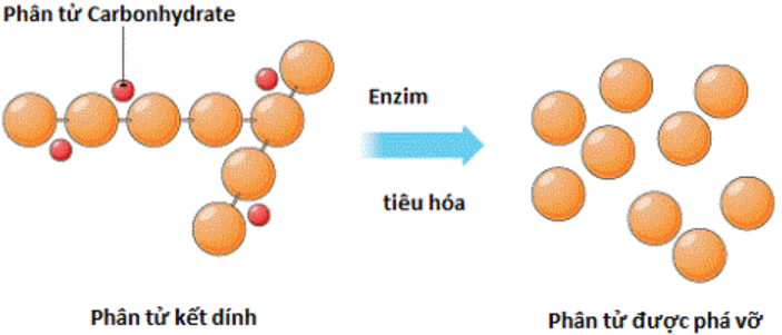 Hình 14.3 Vai trò của Enzim trong quá trình chuyển hóa vật chất